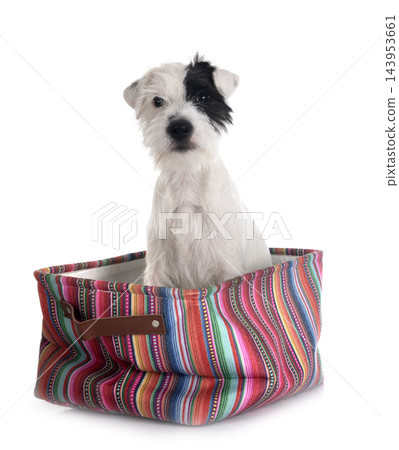 parson russel terrier parson russel terrier 143953661