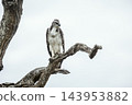Martial Eagle in Greater Kruger National park, South Africa 143953882