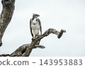 Martial Eagle in Greater Kruger National park, South Africa 143953883
