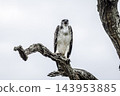 Martial Eagle in Greater Kruger National park, South Africa 143953885
