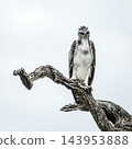 Martial Eagle in Greater Kruger National park, South Africa 143953888