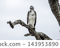 Martial Eagle in Greater Kruger National park, South Africa 143953890
