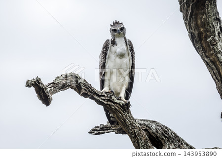 Martial Eagle in Greater Kruger National park, South Africa Martial Eagle in Greater Kruger National park, South Africa 143953890