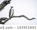 Martial Eagle in Greater Kruger National park, South Africa 143953893