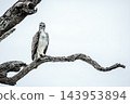 Martial Eagle in Greater Kruger National park, South Africa 143953894