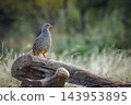 Natal francolin in Greater Kruger National park, South Africa 143953895