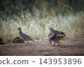 Natal francolin in Greater Kruger National park, South Africa 143953896