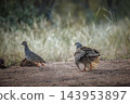 Natal francolin in Greater Kruger National park, South Africa 143953897