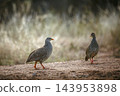 Natal francolin in Greater Kruger National park, South Africa 143953898