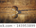 Natal francolin in Greater Kruger National park, South Africa 143953899