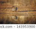 Natal francolin in Greater Kruger National park, South Africa 143953900