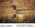 Natal francolin in Greater Kruger National park, South Africa 143953901