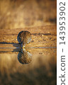 Natal francolin in Greater Kruger National park, South Africa 143953902