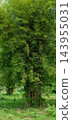 green deciduous forest on a background of a sunny day 143955031