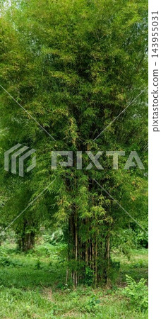 green deciduous forest on a background of a sunny day green deciduous forest on a background of a sunny day 143955031