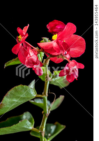 Vibrant Red Begonia Flowers Blooming Against Dark Black Background Vibrant Red Begonia Flowers Blooming Against Dark Black Background 143955464