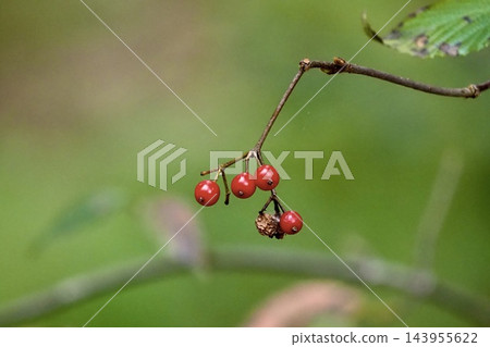 剩下的紅色漿果-莢蒾果 剩下的紅色漿果-莢蒾果 143955622