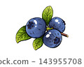 Watercolor blueberry illustration shows three ripe berries with green leaves 143955708