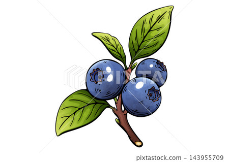 Watercolor blueberry branch with ripe blue berries and green leaves Watercolor blueberry branch with ripe blue berries and green leaves 143955709
