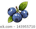 Three ripe blueberries with green leaves in watercolor illustration 143955710