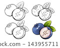 Sliced blueberry fruit illustration set with watercolor and outline drawings 143955711