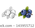 Watercolor blueberry illustration with blue berries and black outline drawing 143955712