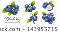 Hand drawn blueberry botanical artwork with ripe fruit and leaves 143955715