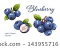 Watercolor blueberry illustration set with ripe berries and green leaves 143955716