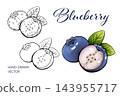 Watercolor blueberry illustration set with sliced fruit and outline sketches 143955717