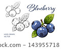 Watercolor blueberry illustration combines blue berries and botanical outlines 143955718