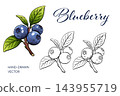 Watercolor blueberry branch with green leaves and botanical outline sketches 143955719