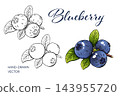 Watercolor blueberry berries with leaves and black ink sketches 143955720