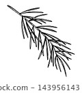 Spruce branch ink graphic, Christmas pine twig, evergreen tree, fir needles, cedar, New Year wood,Botanical line art. element. Hand drawing outline illustration for greeting card design, holiday 143956143