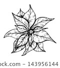 Poinsettia flower ink graphic, Winter star flower. Botanical line art element. Hand painted outline illustration for Christmas or New Year greeting card design, holiday decoration, wedding 143956144