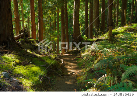 奈良縣觀音峰山的健行步道 奈良縣觀音峰山的健行步道 143956439