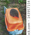 Hedgehog European sits on top of container for transporting animals 143957154