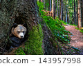 Bear cub cautiously emerges from a hollow tree along a peaceful forest trail 143957998