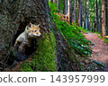 A young fox cautiously emerges from a hollow tree along a peaceful forest trail 143957999