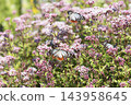 Chestnut tiger butterfly flying in Fujibakama flower field 143958645