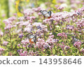 Chestnut tiger butterfly flying in Fujibakama flower field 143958646