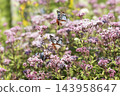Chestnut tiger butterfly flying in Fujibakama flower field 143958647