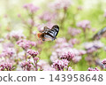 Chestnut tiger butterfly flying in Fujibakama flower field 143958648