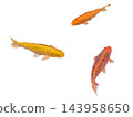 Cutout images of Nishikigoi (koi carp) 143958650