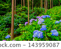 A wide-angle shot of hydrangeas in full bloom covering the cedar forest on the slopes of Minamisawa Hydrangea Mountain in mid-June during the rainy season, capturing a mountain landscape of early summer. A wide-angle shot of hydrangeas in full bloom covering the cedar forest on the slopes of Minamisawa Hydrangea Mountain in mid-June during the rainy season, capturing a mountain landscape of early summer. 143959087