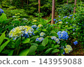 A wide-angle shot of hydrangeas in full bloom covering the cedar forest on the slopes of Minamisawa Hydrangea Mountain in mid-June during the rainy season, capturing a mountain landscape of early summer. A wide-angle shot of hydrangeas in full bloom covering the cedar forest on the slopes of Minamisawa Hydrangea Mountain in mid-June during the rainy season, capturing a mountain landscape of early summer. 143959088