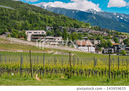 Vineyard below hillside town with modern houses and snowy mountains in South Tyrol, Italy Vineyard below hillside town with modern houses and snowy mountains in South Tyrol, Italy 143959635