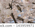 椋鳥在櫻花樹下吸食花蜜 143959971