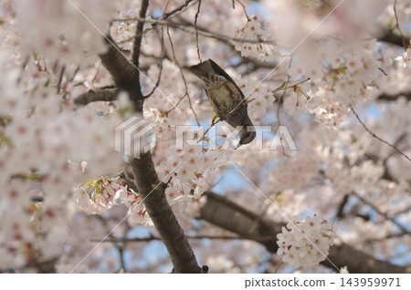 椋鳥在櫻花樹下吸食花蜜 143959971