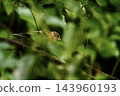 A winter bird, a finch, perched on a branch. 143960193