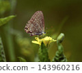 A male of the Lycaenidae family, a blue-and-white butterfly, resting on a flower 143960216